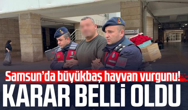 Samsun’da büyükbaş hayvan vurgunu! Karar belli oldu