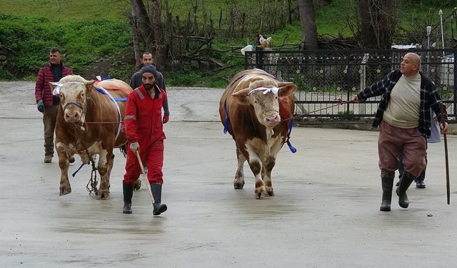 Samsun'da kurbanlık fiyatı dudak uçuklattı, hediyesi şaşırttı!