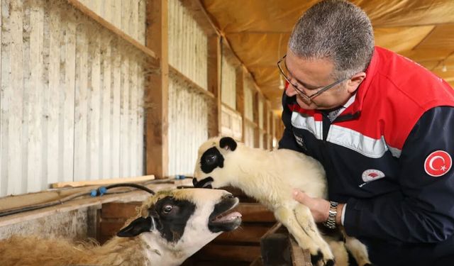 Samsun'da organik üretime yakın takip