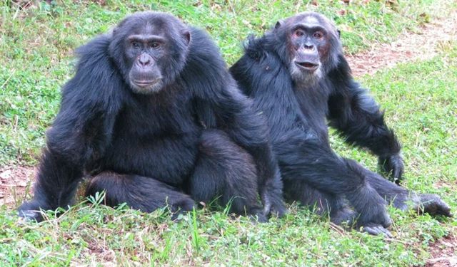 Şempanzeler arasında 'iç savaş': 24 ölü