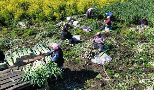 Samsun’da pırasada rekolte yüzleri güldürdü!
