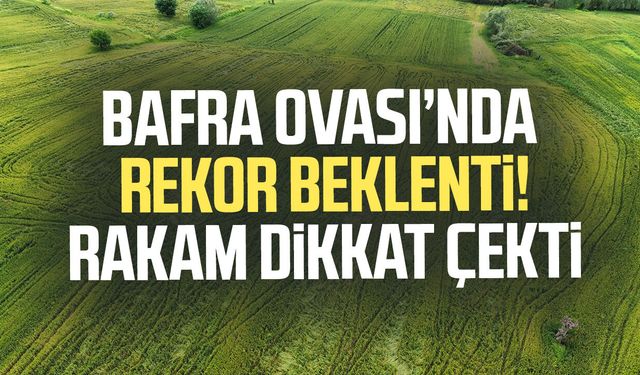Bafra Ovası’nda rekor beklenti! Rakam dikkat çekti