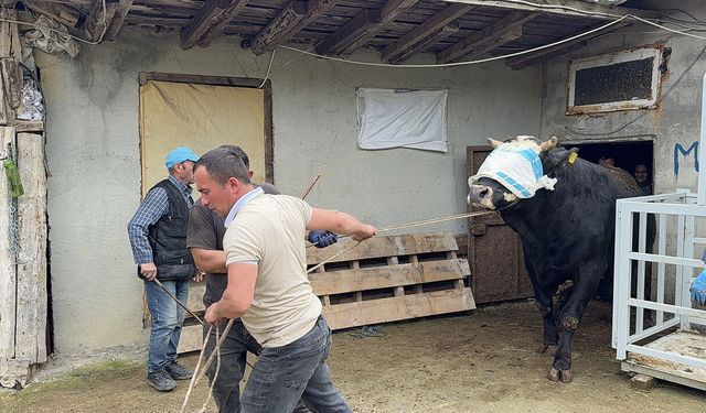 Samsun’dan İstanbul’a kurbanlık mesaisi başladı