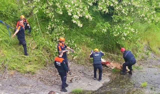 Samsun'da nefes kesen kurtarma! 3 düve için seferber oldular