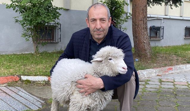 Sahibini annesi sanıyor! Samsun'da görenler dönüp bir daha bakıyor