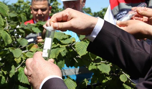 Fındığın kabusu için Samsun'da yeni dönem başladı!