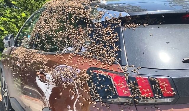 Ordu'da binlerce arı otomobili sardı! Sebebi şaşırttı