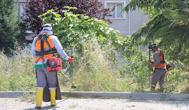 Canik'te yabani otlara karşı yoğun çalışma