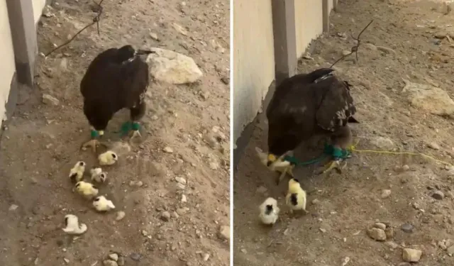 İnsan olan bunu nasıl yapar? Bu görüntüye büyük tepki var