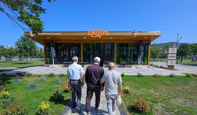 Samsun'da yaşlı çınarlar için "Nefes" zamanı