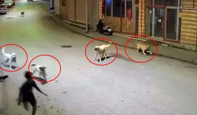 10 yaşındaki çocuk dehşeti yaşadı!