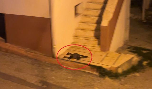 Samsun'da sokaklarda sansar alarmı! Kameraya yansıdı