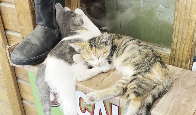 Samsun'da tekir kediler gölgede molada
