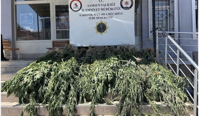 Samsun'da kenevir tarlasına şafak operasyonu!