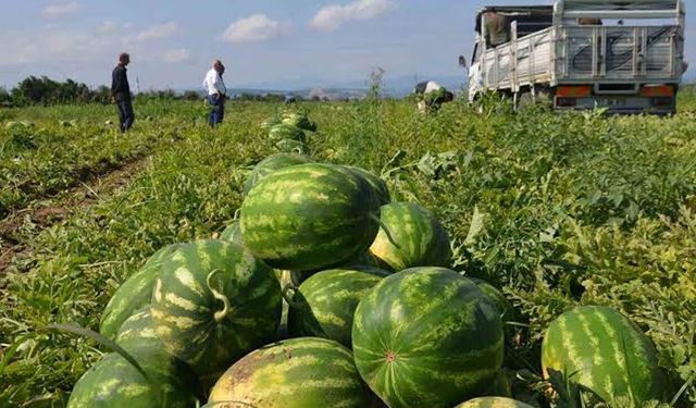 Bafra karpuzu sofralara ulaşmaya başladı