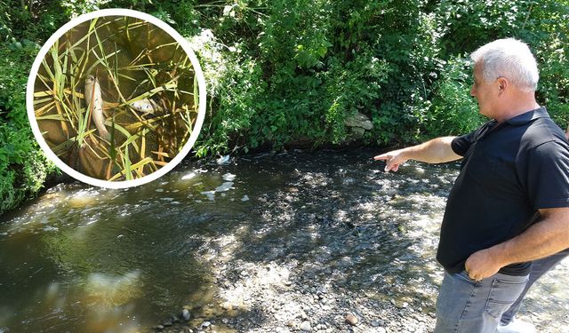 Samsun'da derede korkutan manzara! İnceleme başlatıldı