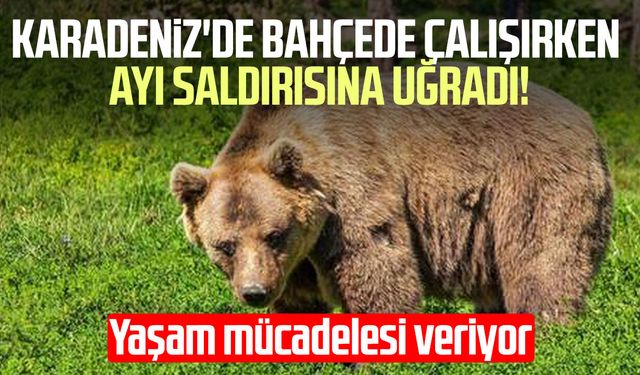 Karadeniz'de bahçede çalışırken ayı saldırısına uğradı!