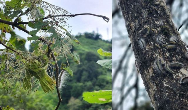 Karadeniz'de yeni tehlike! Ağaçları hızla kurutuyor