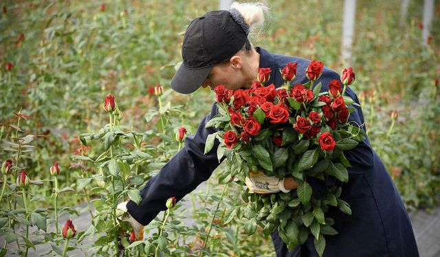 Karadeniz'in örnek gül serası Bafra'da üretime geçti