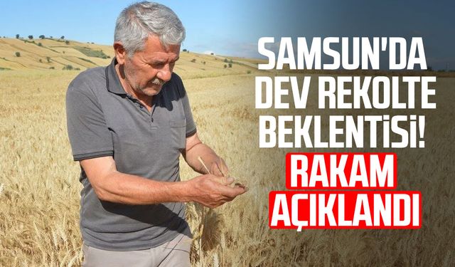 Samsun'da dev rekolte beklentisi! Rakam açıklandı