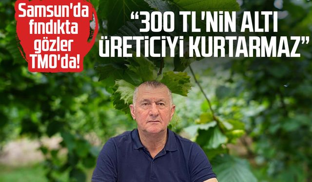 Samsun'da fındıkta gözler TMO'da! "300 TL'nin altı üreticiyi kurtarmaz"