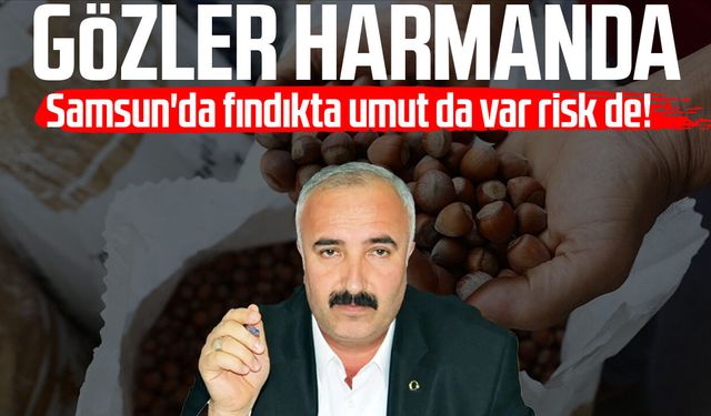 Samsun'da fındıkta umut da var risk de! Gözler harmanda