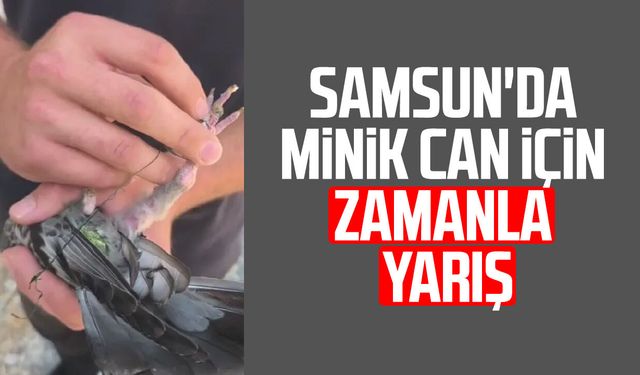 Samsun'da ipe dolanan güvercin kurtarıldı!