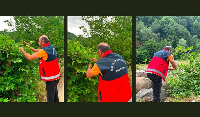 Samsun'da tarımın gizli kahramanı: Samuray arıcığı