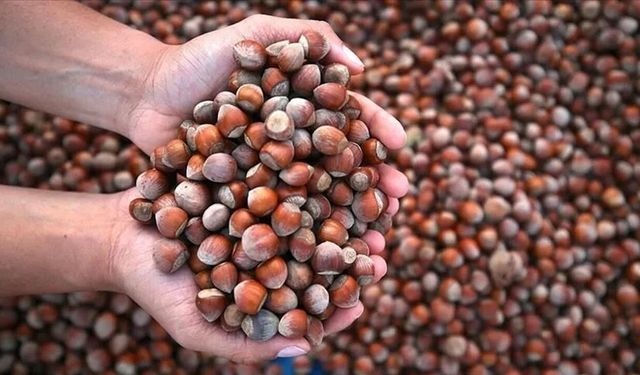 Fındık üreticileri dikkat! 13 Ağustos fiyatları belli oldu