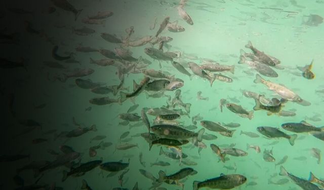 Karadeniz'in bereketi kasayı doldurdu! 95 milyon doları aştı