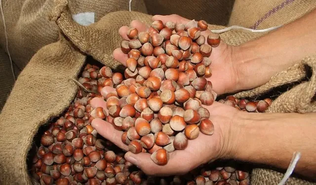 Fındık üreticisi bu rakamları konuşuyor! 18 Ağustos fiyatları