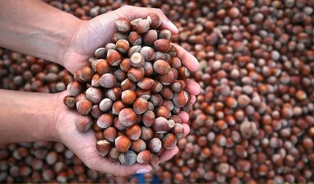 5 Ağustos Samsun fındık fiyatları