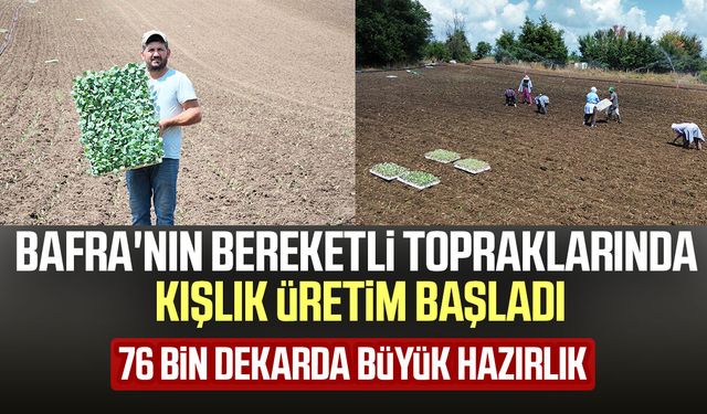 Bafra'da tarlalarda hareketlilik! Kışlık sebze mesaisi