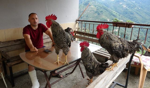 Trabzon’da komutla öten horozlar görenleri şaşırtıyor