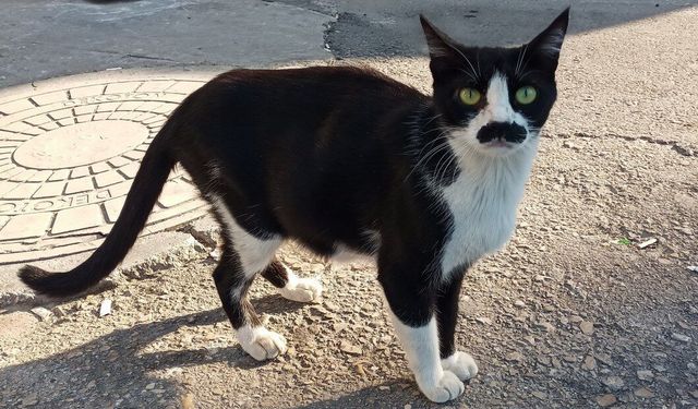 Samsun’un “pala bıyıklı” kedisi görenleri şaşırtıyor