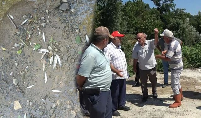 Samsun'daki balık ölümlerinin faturası ağır oldu! Rekor ceza