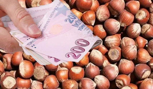 Bafra'da fındık işçisinin yevmiyesi belli oldu! İşte günlük ücret