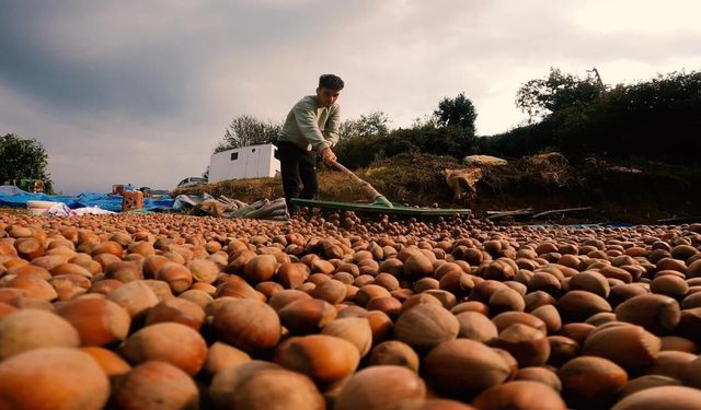 Üreticinin gözü 24 Ağustos'ta! Samsun'da fındık fiyatları ne kadar?