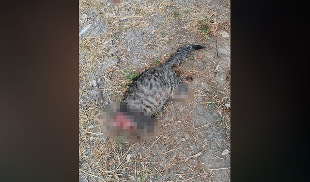 Kütahya’da kedi vahşeti! Başı ve ayakları kesik halde bulundu