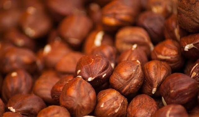 25 Ağustos’ta fındık kaç TL? Samsun’da son durum