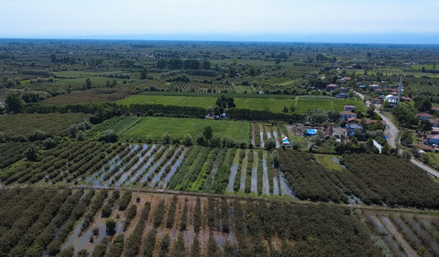 Samsun'da hasada hazırlanan fındık bahçelerini sel vurdu