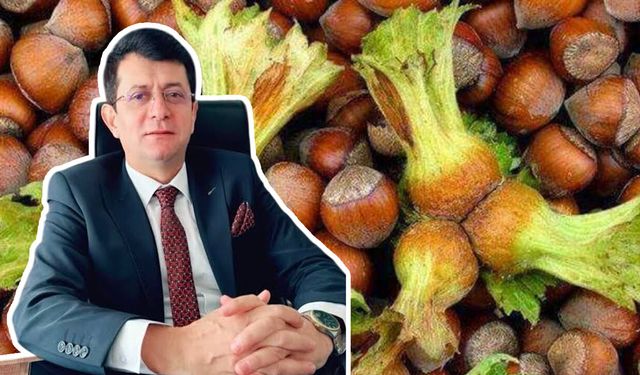 Samsun'da fındık üreticisinden kota isyanı! TMO'ya çağrı