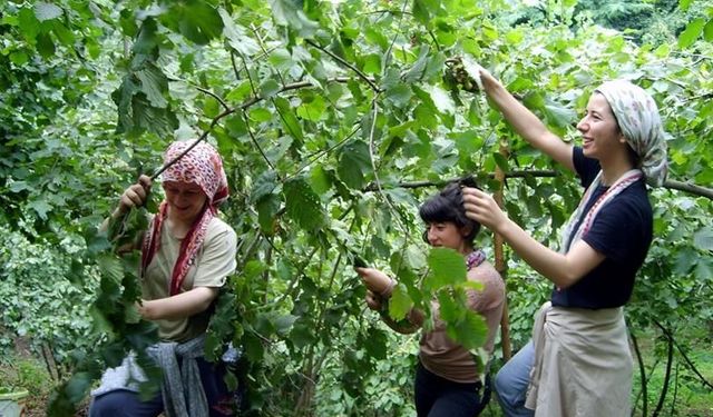 Atakum'da fındık üreticilerine müjde! Son başvuru 31 Ağustos