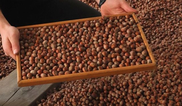 Fındıkta ilk zam geldi! Yeni fiyat belli oldu