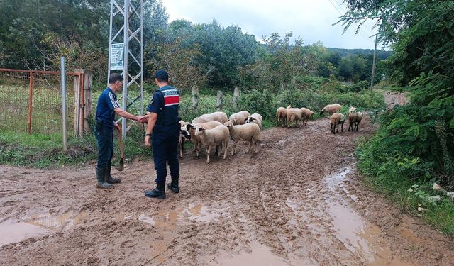 Samsun’da 17 küçükbaş kayboldu! Jandarma böyle buldu