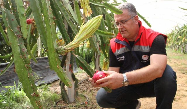 Samsun’da fındığa rakip çıktı: Kazancı kat kat fazla