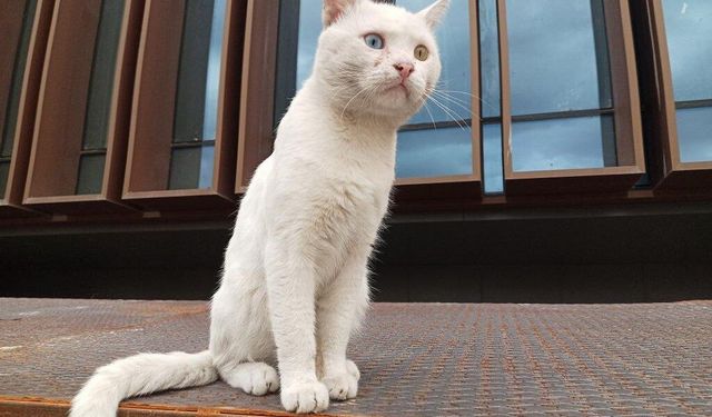 Samsun’un en dikkat çeken kedisi! Gözleri görenleri mest ediyor