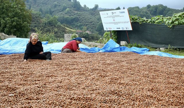Karadeniz’de fındık hasadında yeni dönem