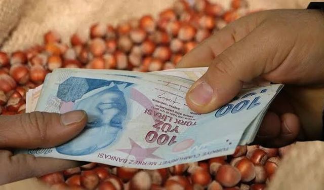 Samsun fındık fiyatları 26 Eylül Cumartesi: İlçe ilçe güncel fiyatlar
