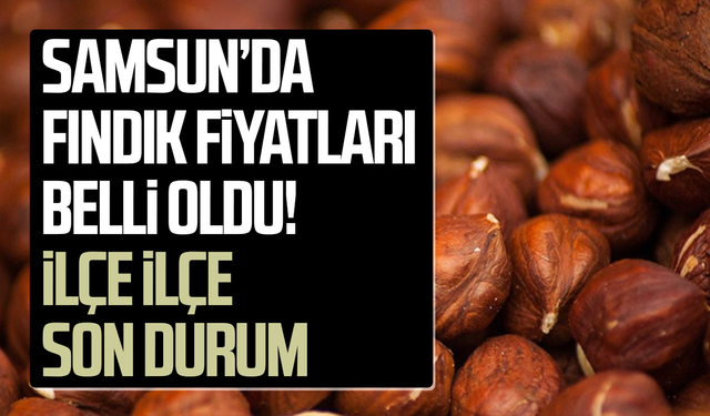 Samsun’da fındık fiyatları belli oldu! İlçe ilçe son durum